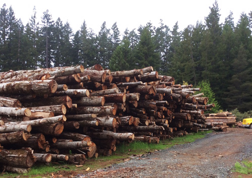 Image Of Tan Oak Log Deck